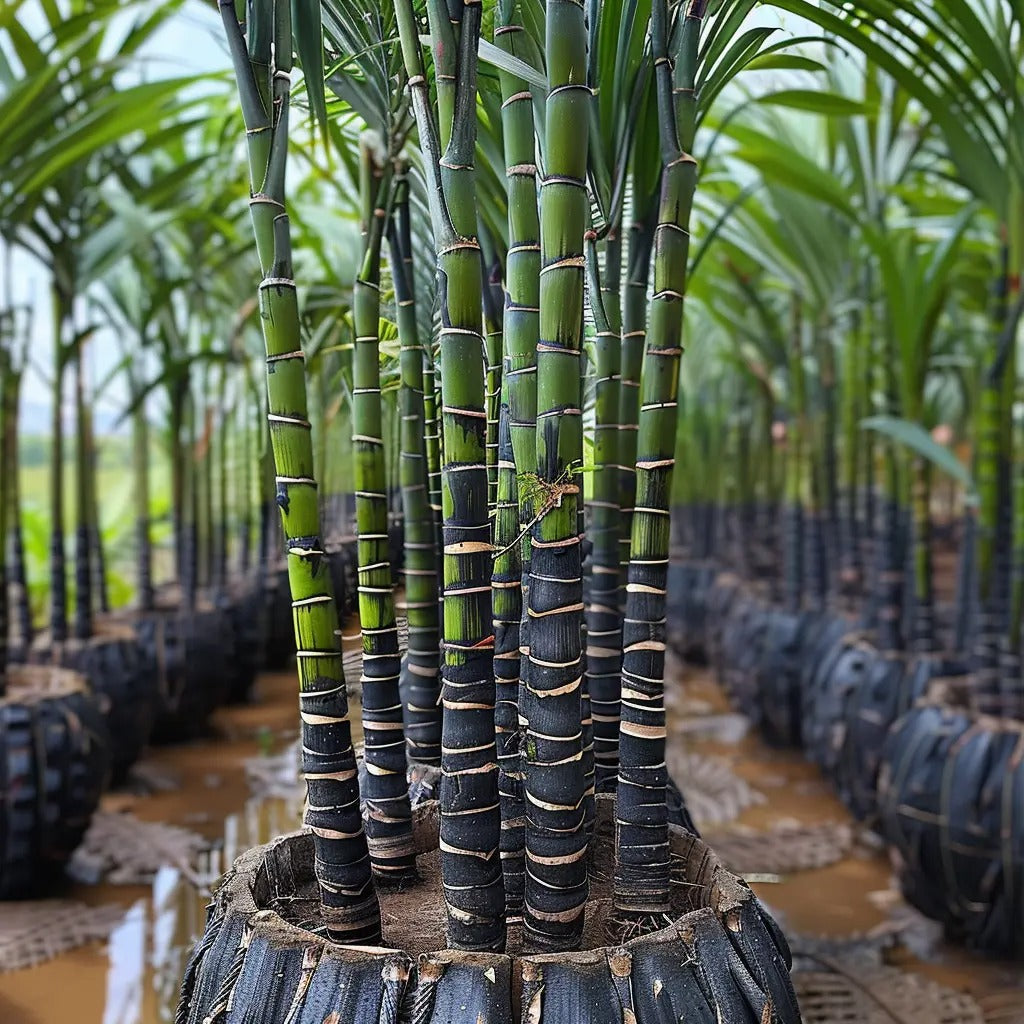 Premium High-Sucrose Sugarcane Seeds | 1000+ Non-GMO Hybrid Sugar Cane Seeds for Home Gardening 🌿🍬 LGZ