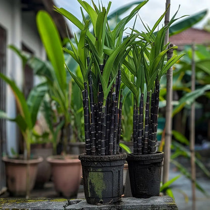 Premium High-Sucrose Sugarcane Seeds | 1000+ Non-GMO Hybrid Sugar Cane Seeds for Home Gardening 🌿🍬 LGZ