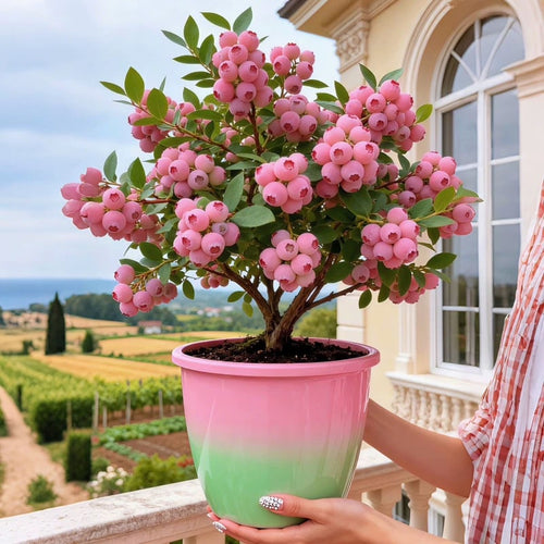 🔥50K+ SOLD!💟Premium Pink Blueberry Seeds -😋A Uniquely Delightful Taste-YOY
